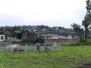 le bouvier des flandres et les vaches - Elevage du CLOS DE LA LUETTE - COPYRIGHT DEPOSE